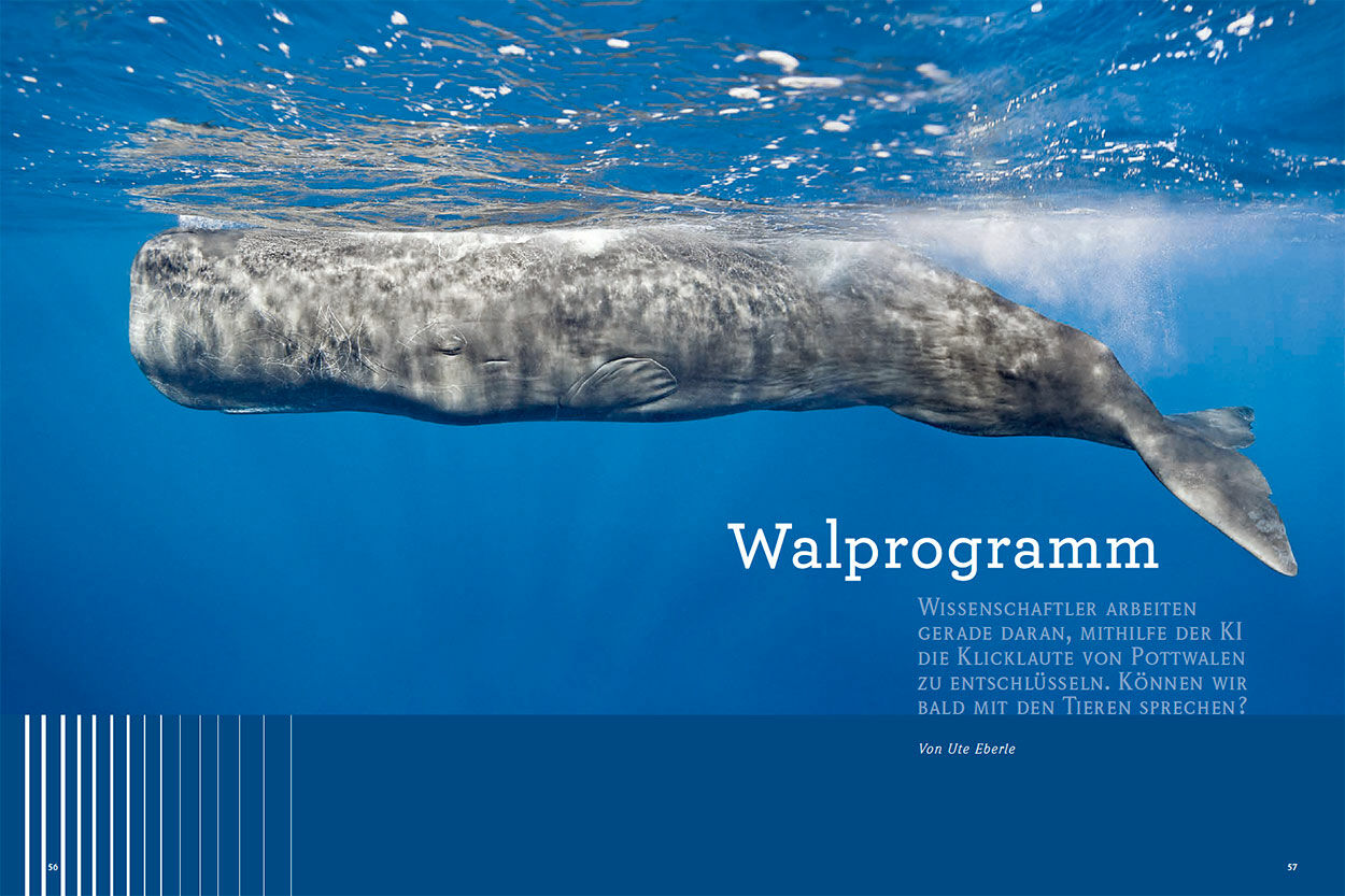Walprogramm