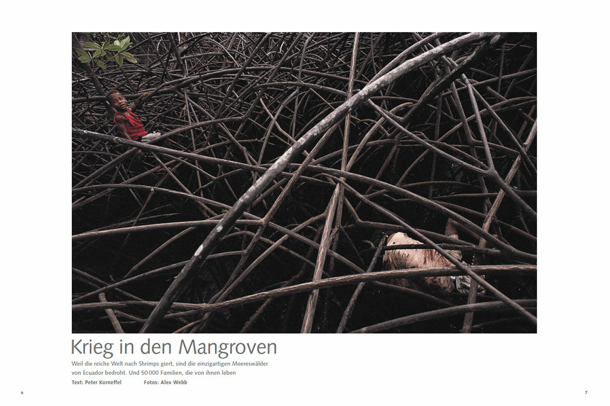 Krieg in den Mangroven