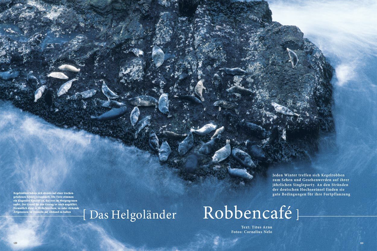 Das helgoländer Robbencafé