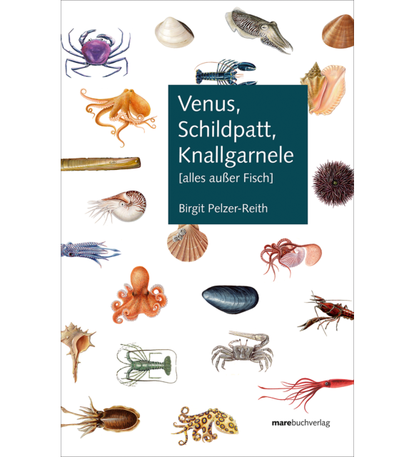 Venus, Schildpatt, Knallgarnele