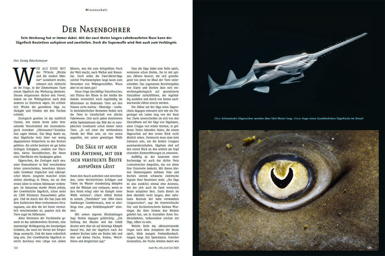 Der Nasenbohrer