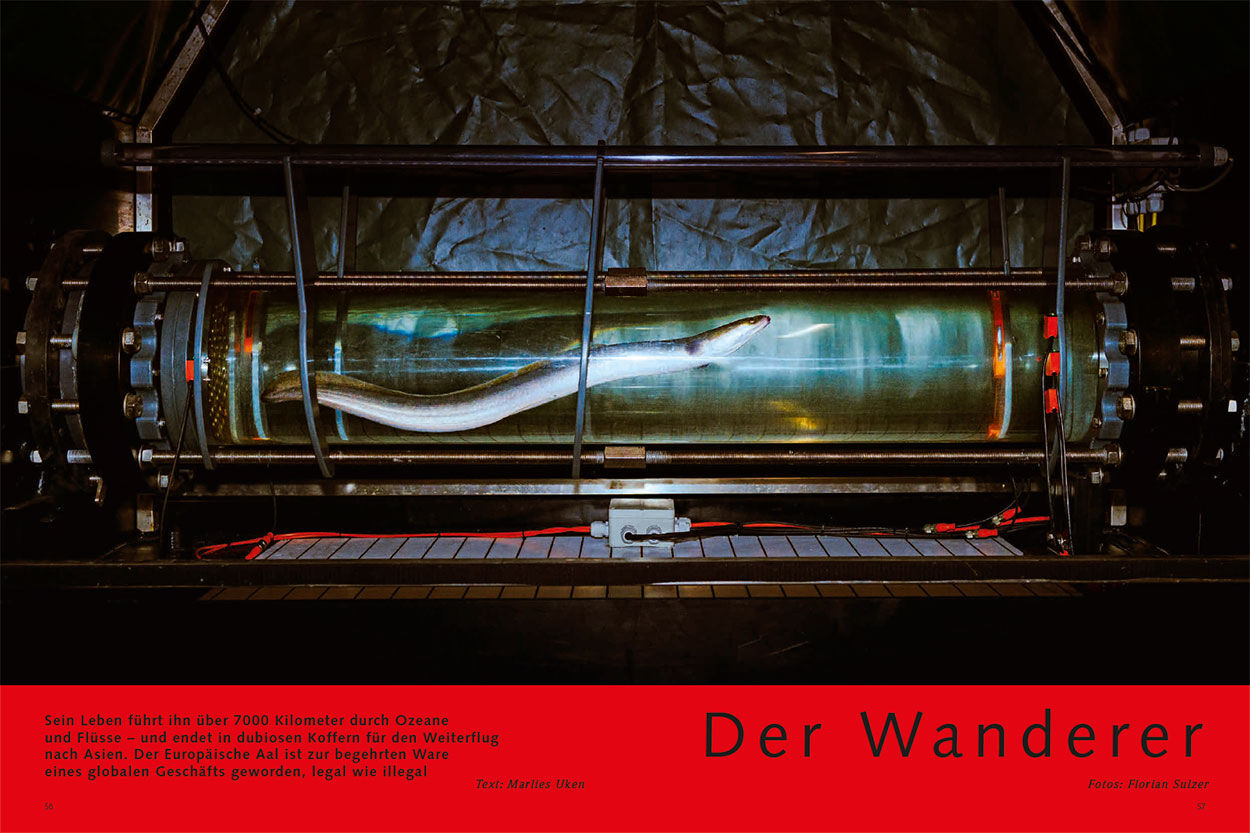 Der Wanderer