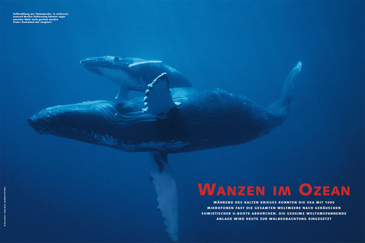Wanzen im Ozean