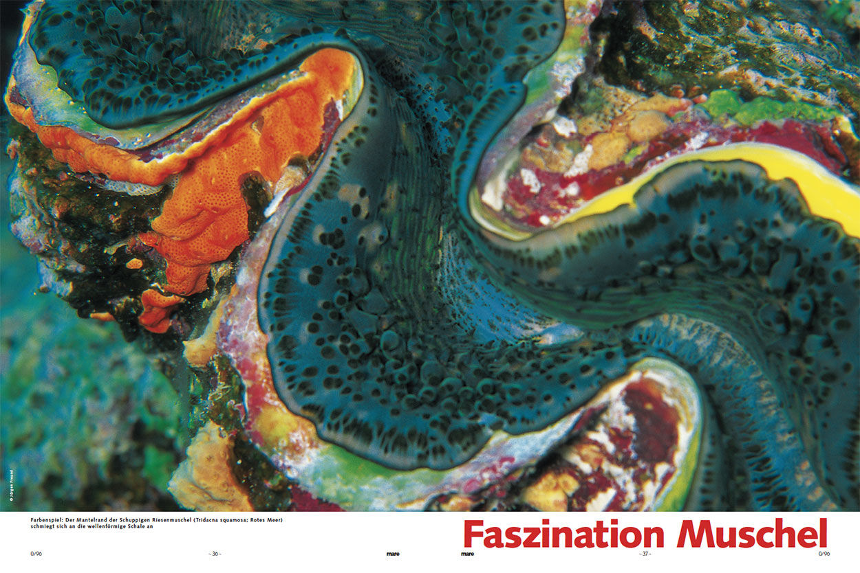 Faszination Muschel