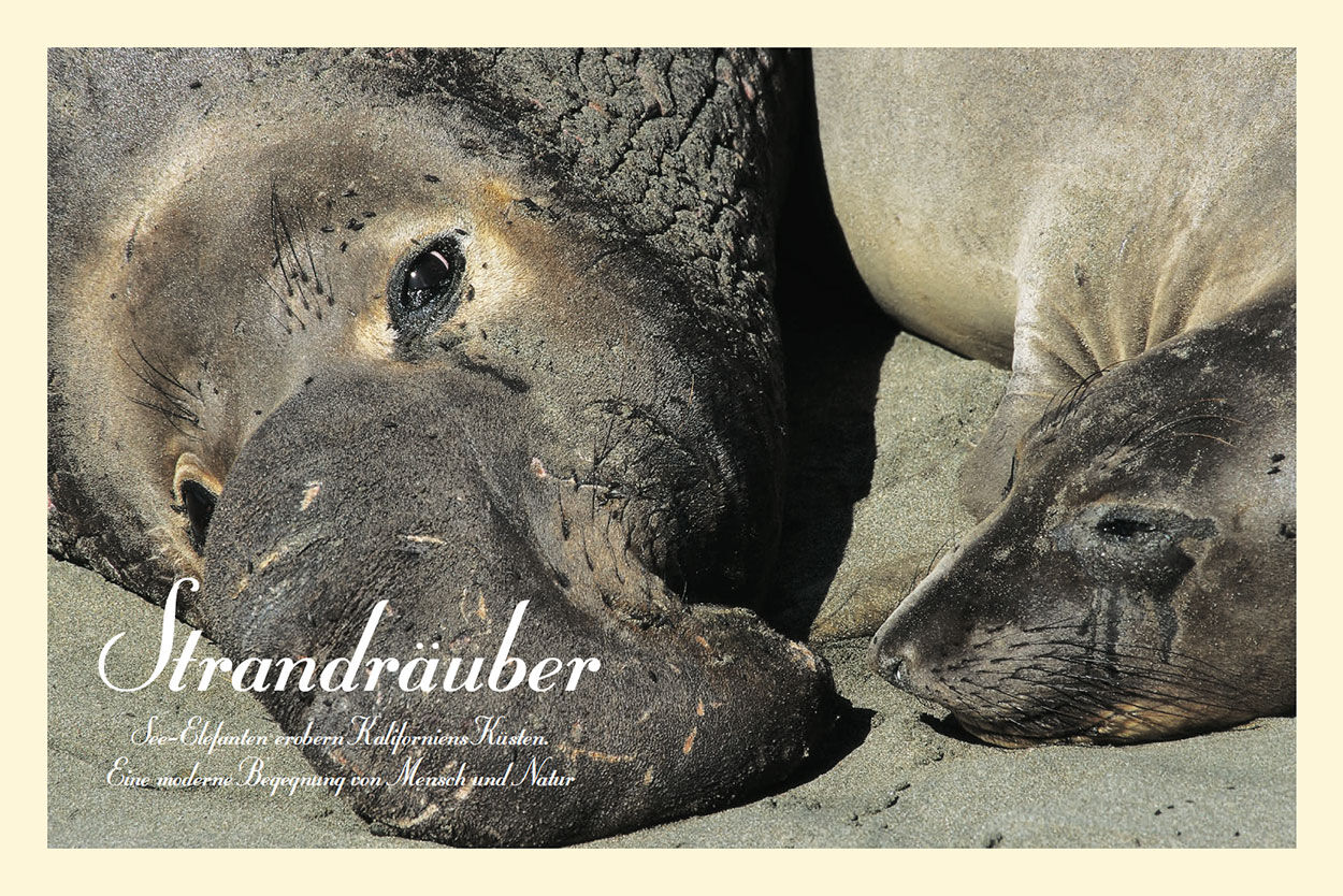 Strandräuber