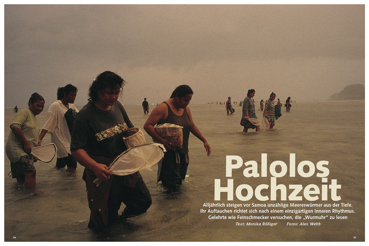 Palolos Hochzeit