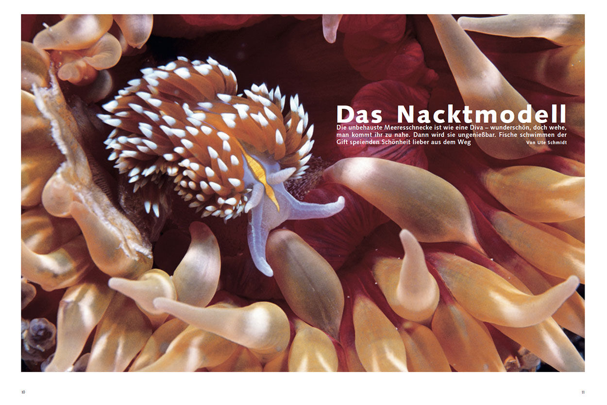 Das Nacktmodell
