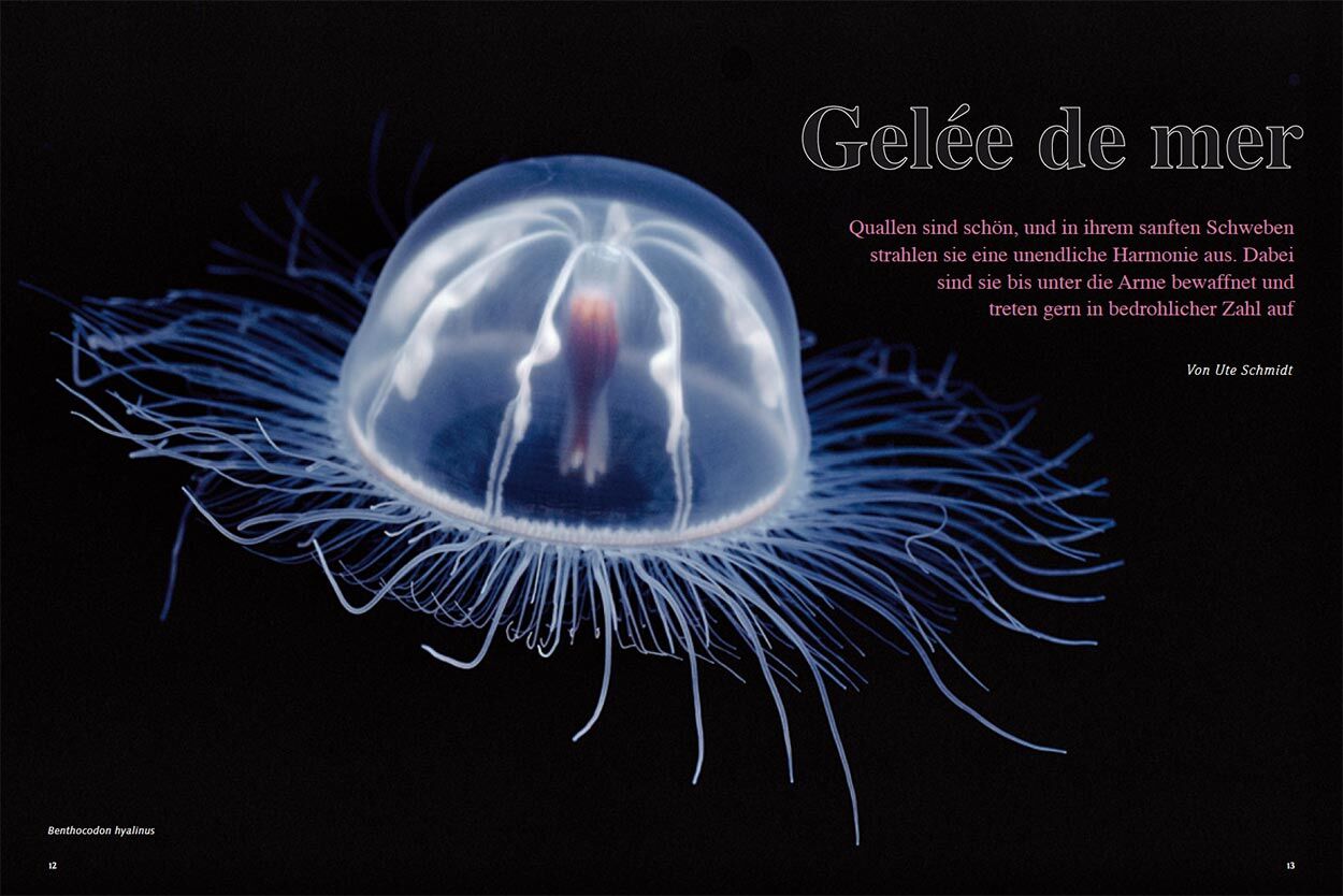 Gelée de mer