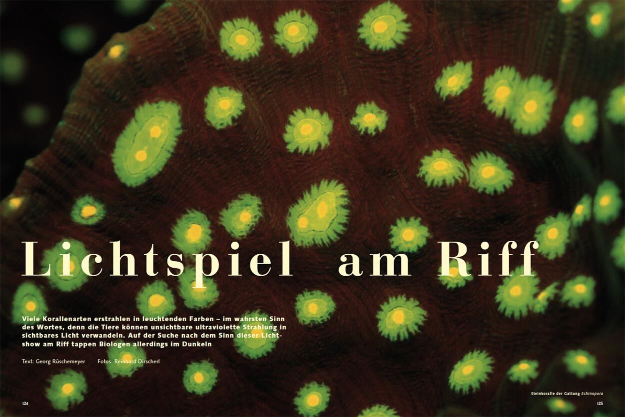 Lichtspiel am Riff