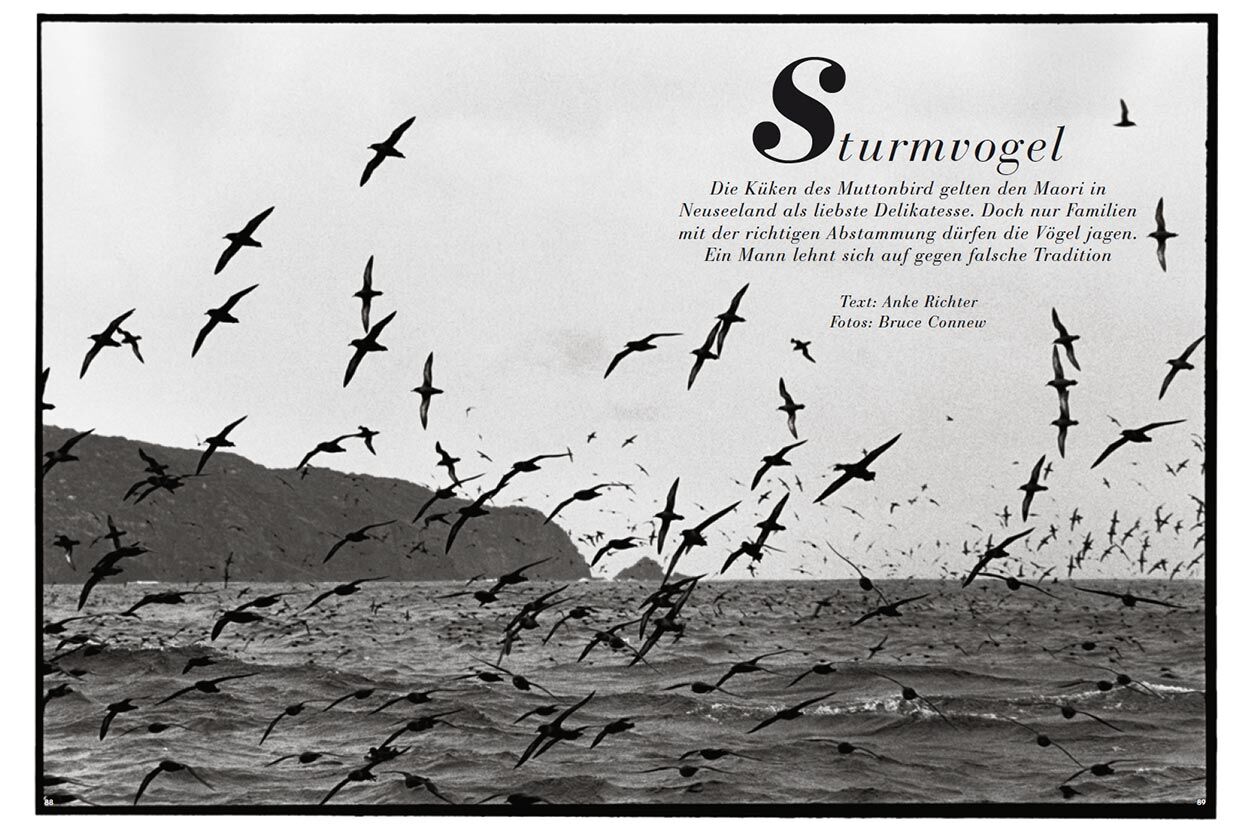 Sturmvogel 