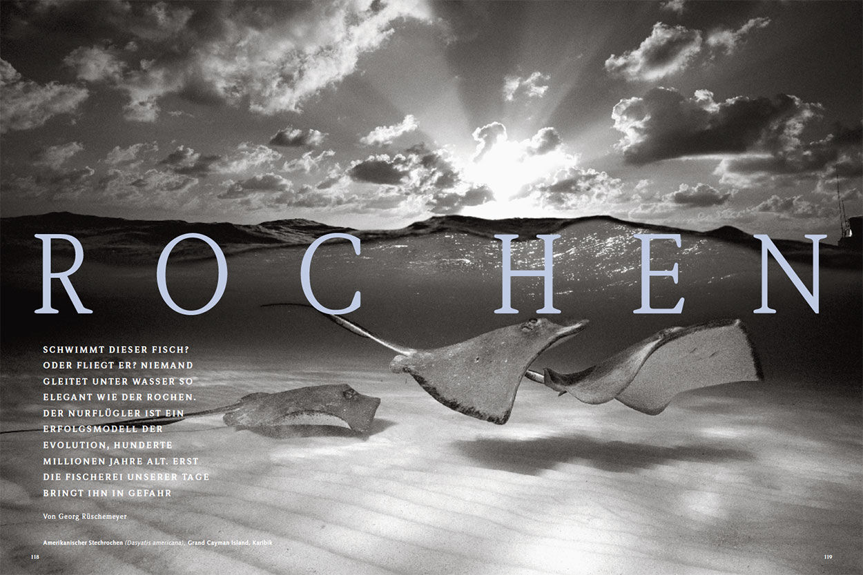 Rochen
