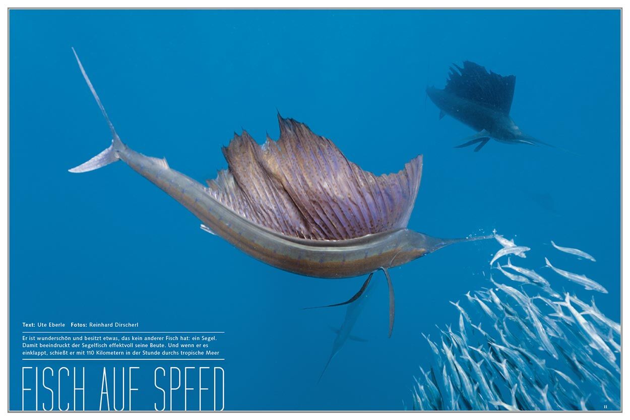 Fisch auf Speed