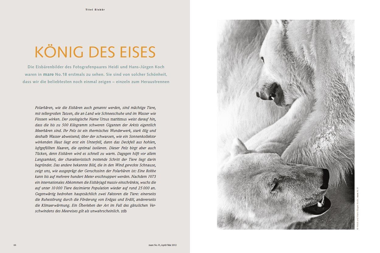 König des Eises
