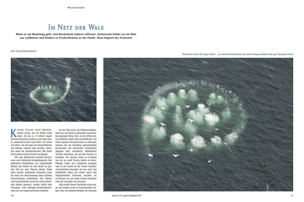 Im Netz der Wale