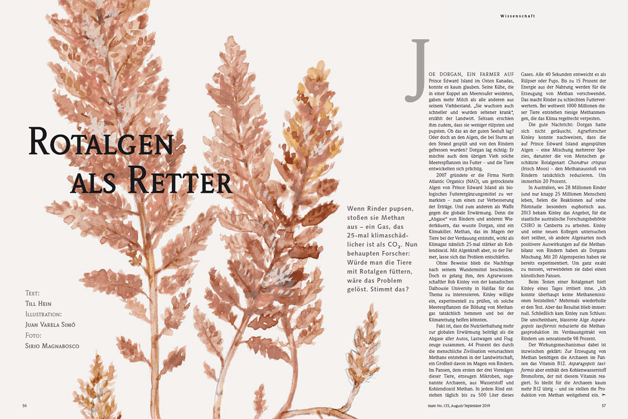 Rotalgen als Retter
