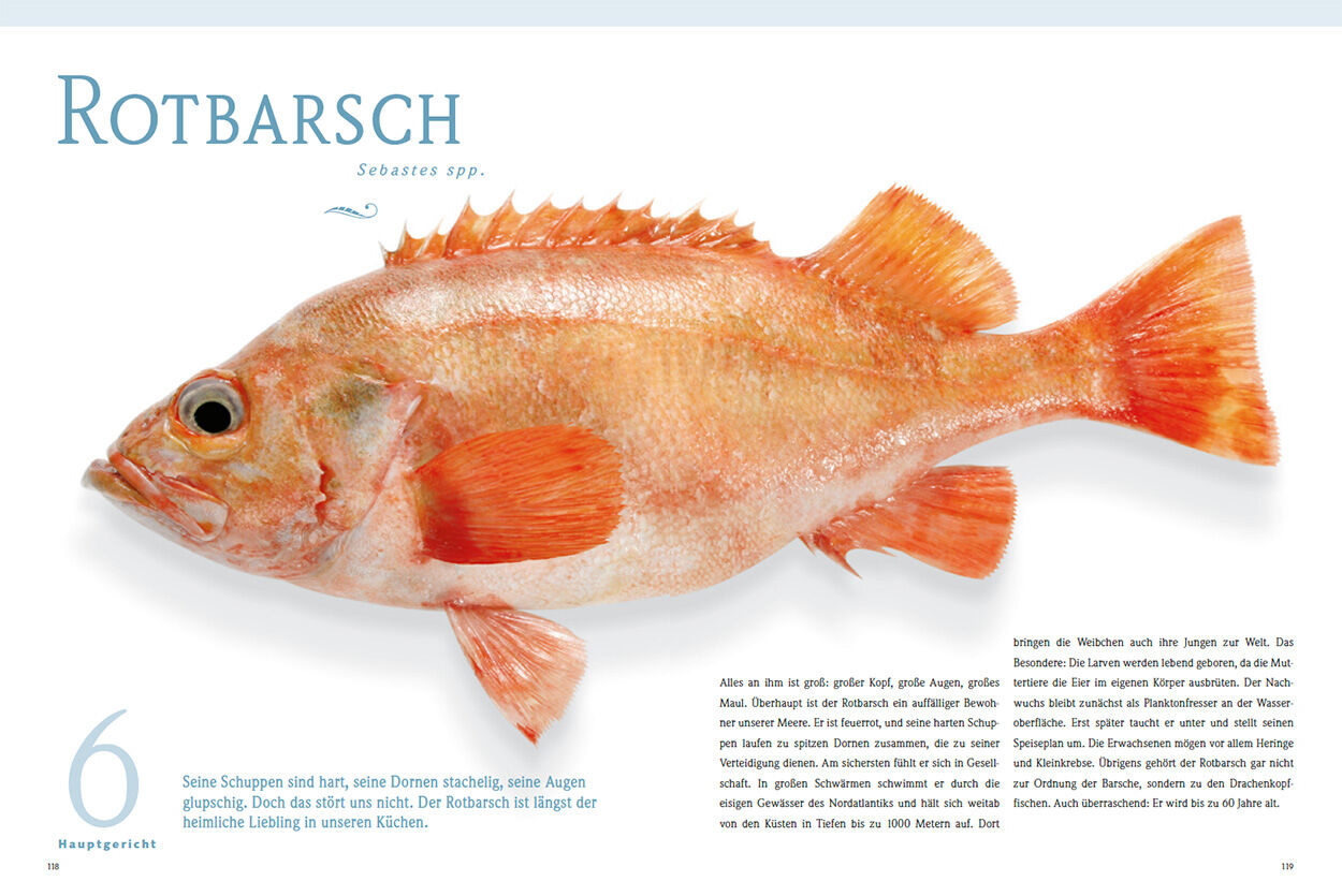 Rotbarsch