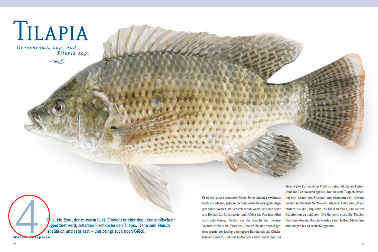 Tilapia