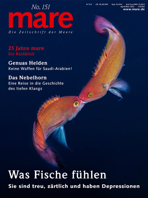 Cover mare 151