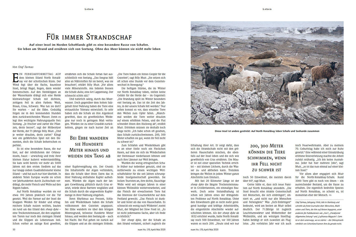 Für immer Strandschaf