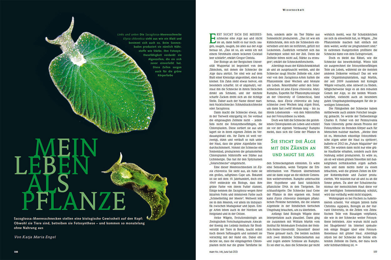 Mein Leben als Pflanze