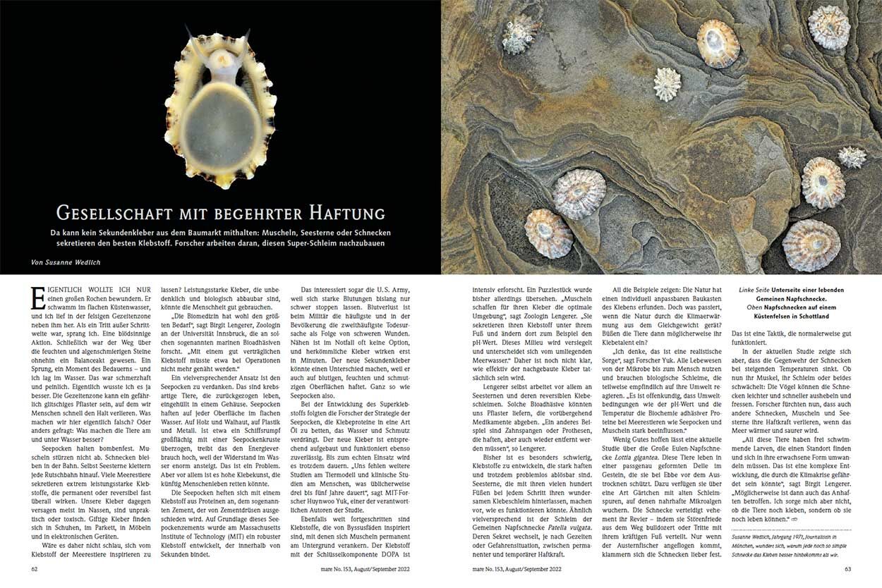 Gesellschaft mit begehrter Haftung