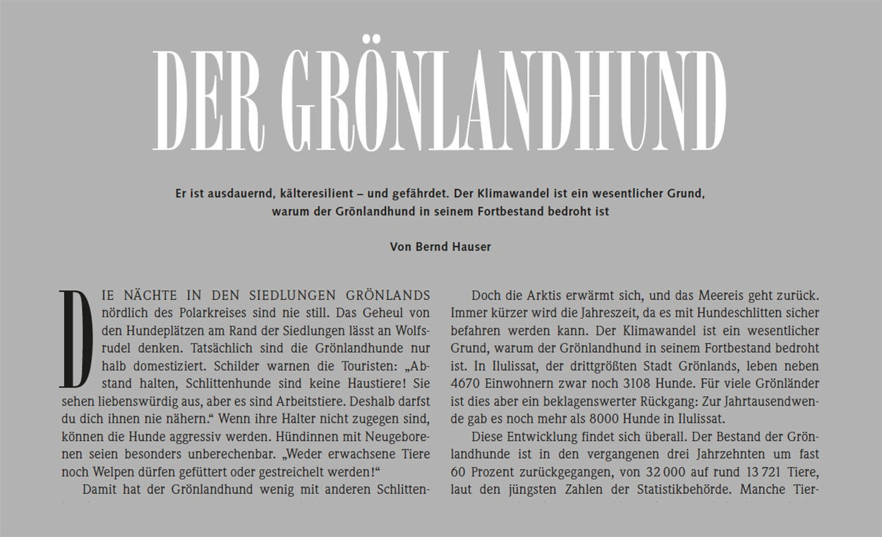 Kasten: Der Grönlandhund