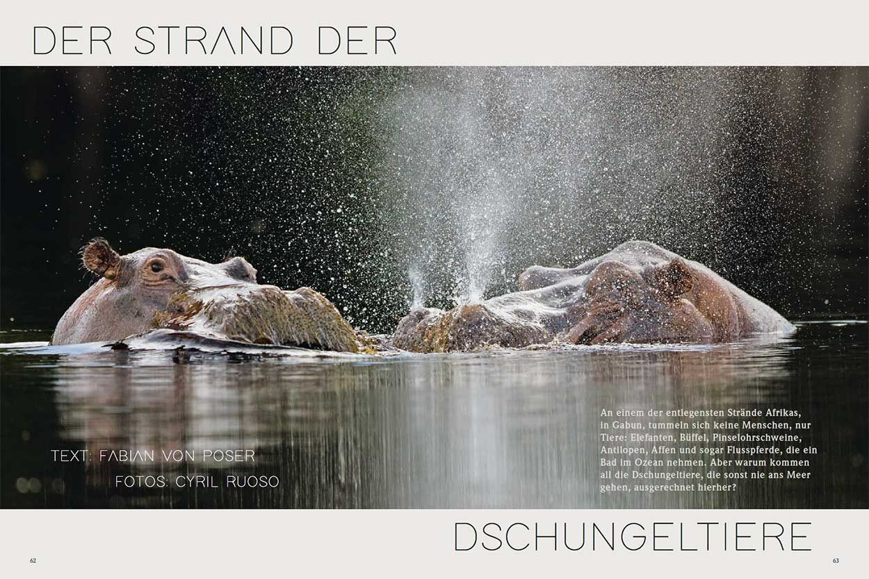 Der Strand der Dschungeltiere
