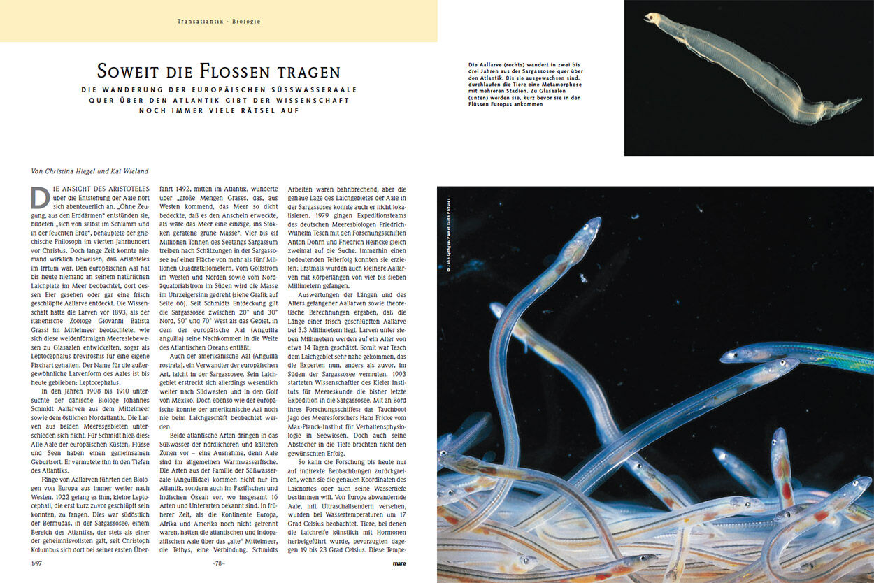 Soweit die Flossen tragen