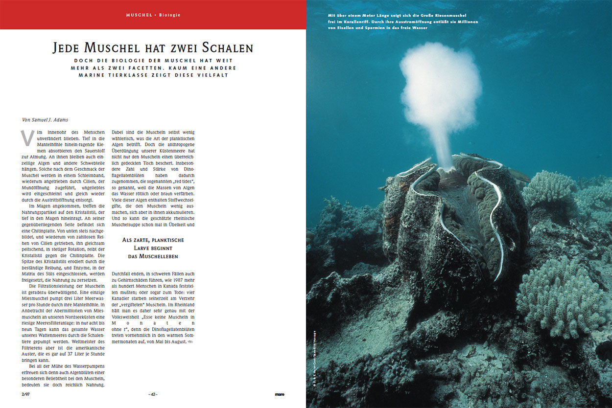 Jede Muschel hat zwei Schalen