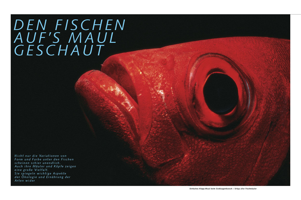 Den Fischen auf’s Maul geschaut