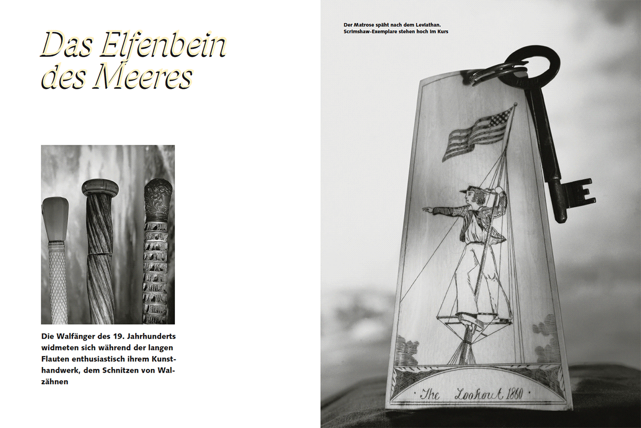 Das Elfenbein des Meeres