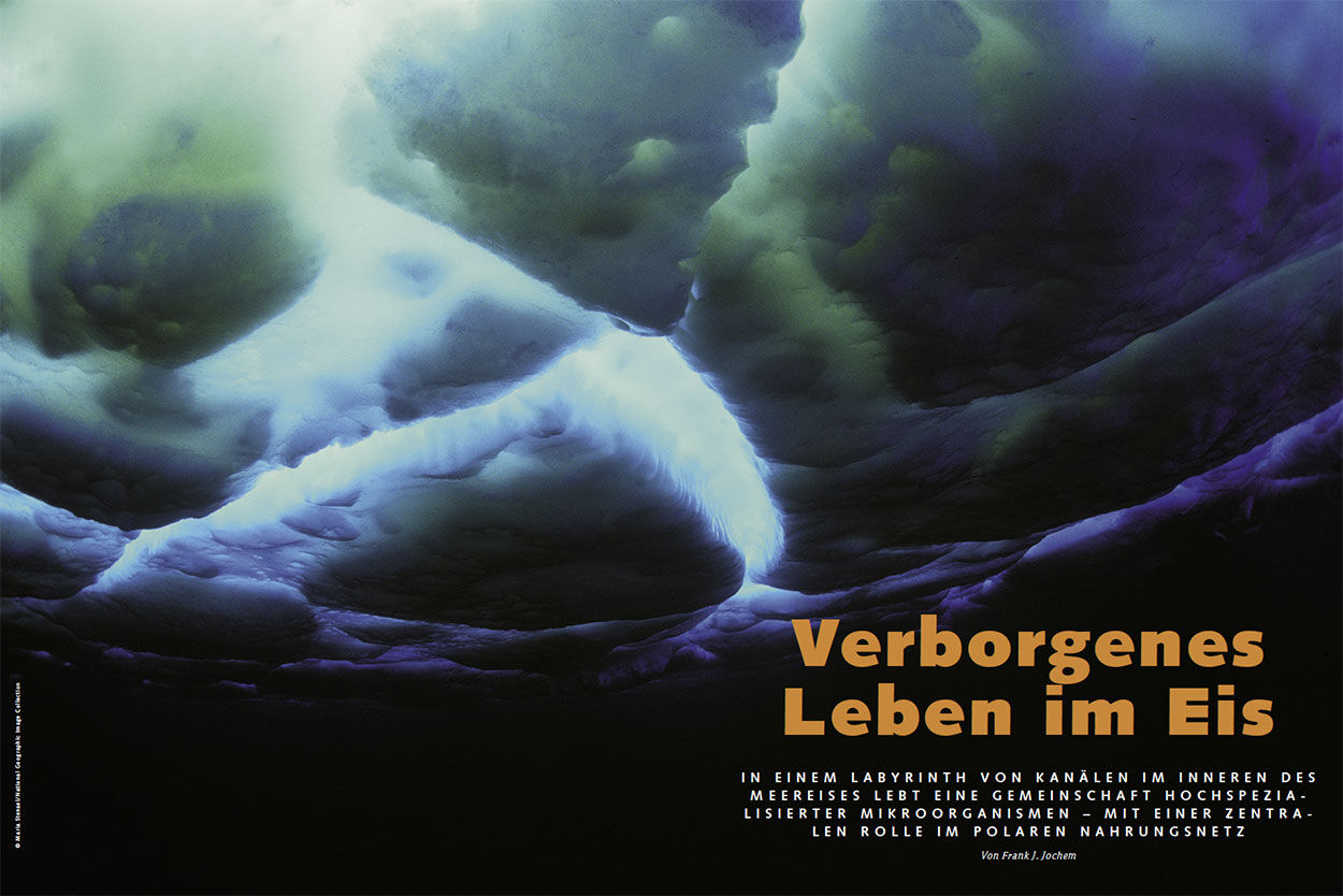 Verborgenes Leben im Eis