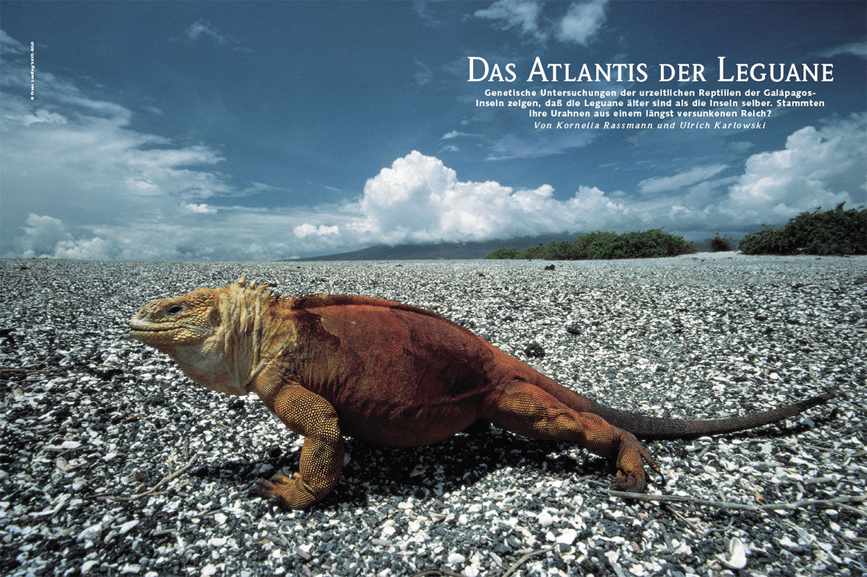 Das Atlantis der Leguane