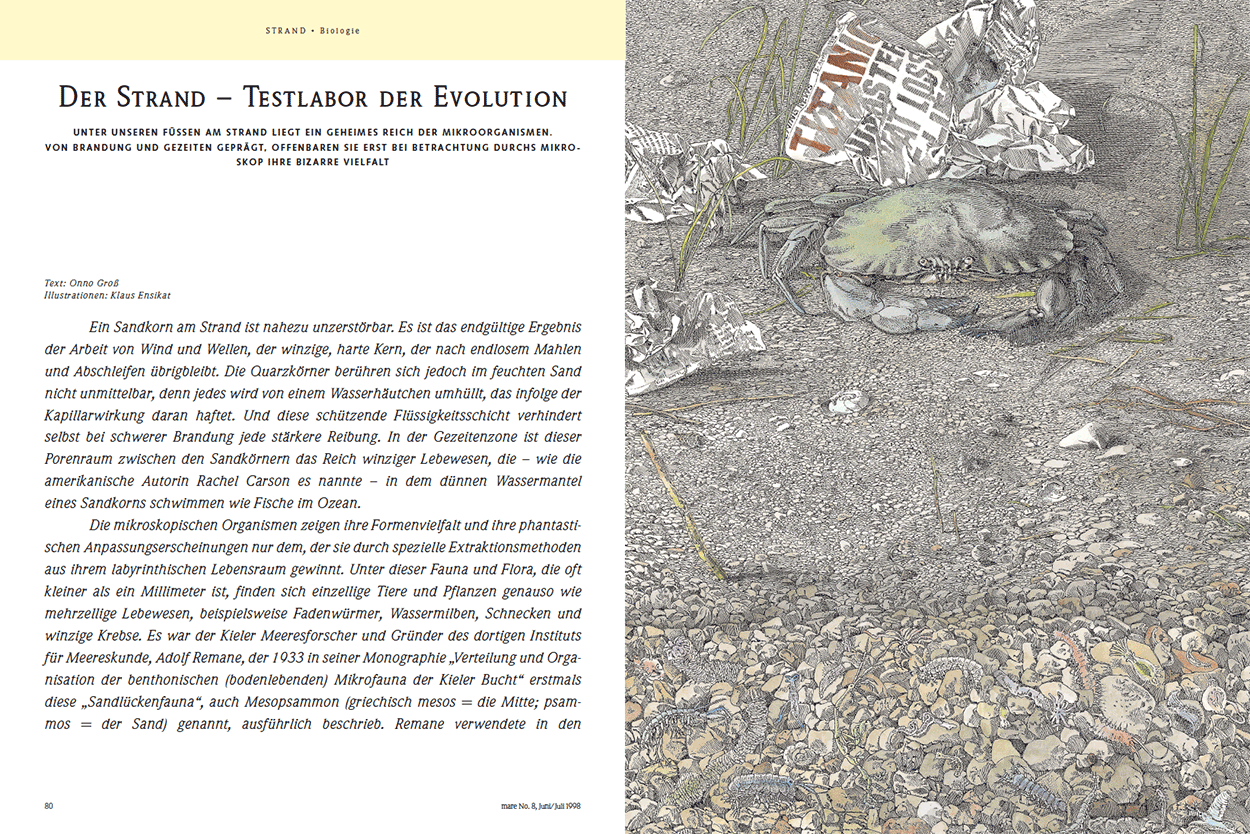 Der Strand – Testlabor der Evolution