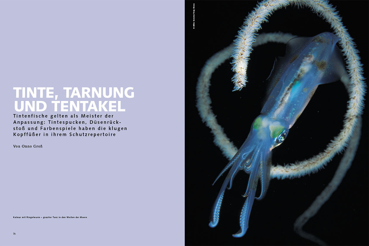 Tinte, Tarnung und Tentakel