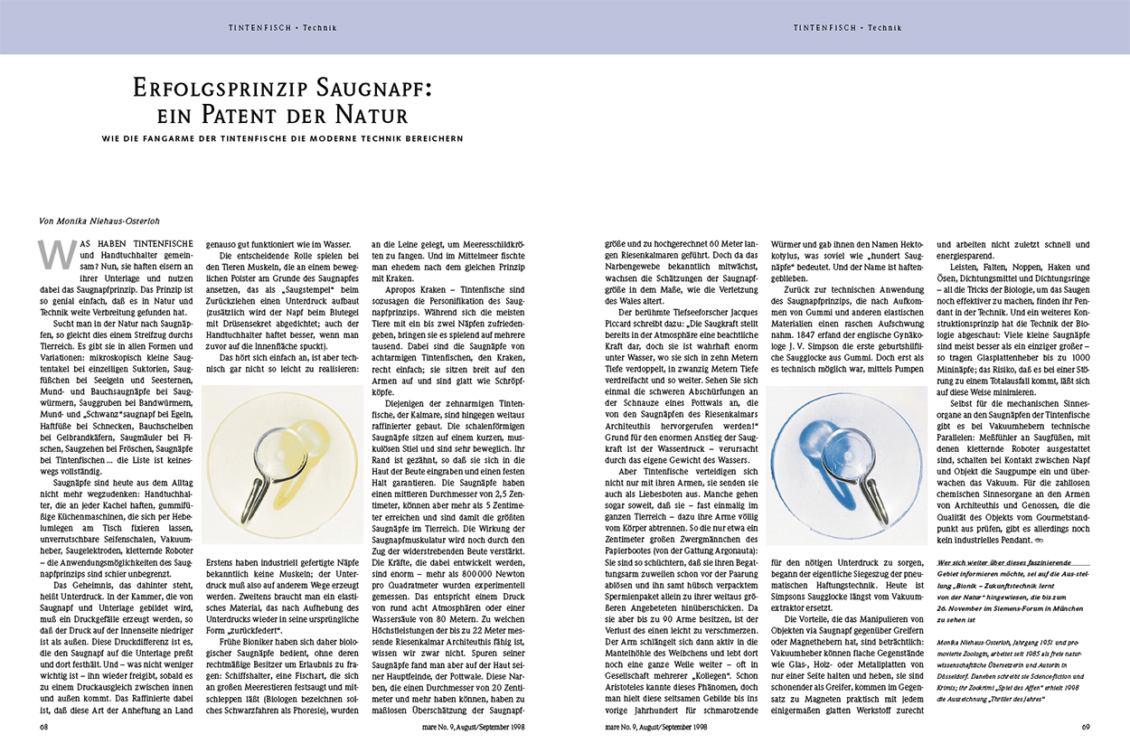 Der Saugnapf – ein Patent der Natur