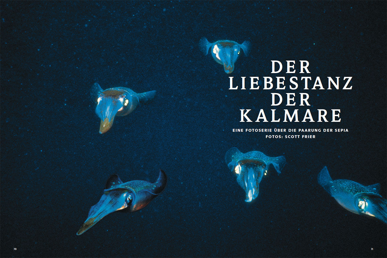 Der Liebestanz der Kalmare