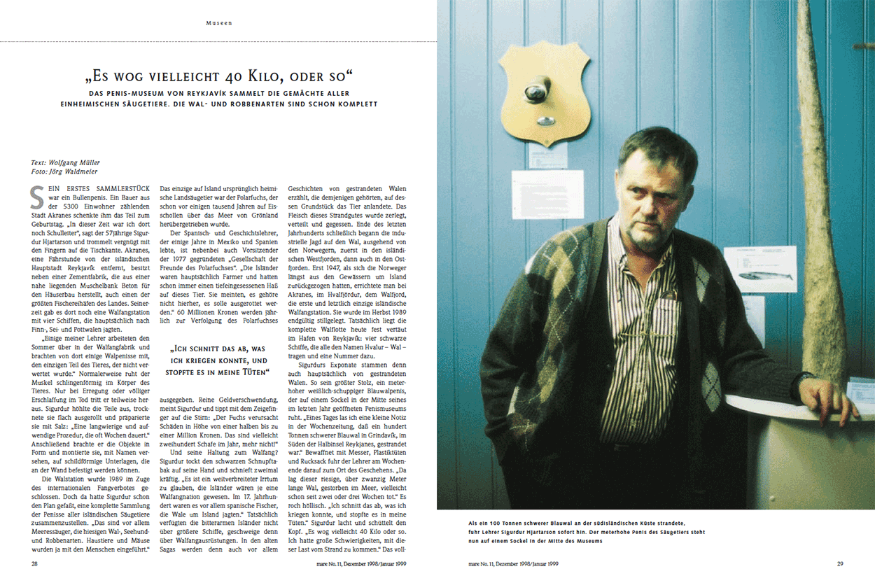 Das Penismuseum von Reykjavík