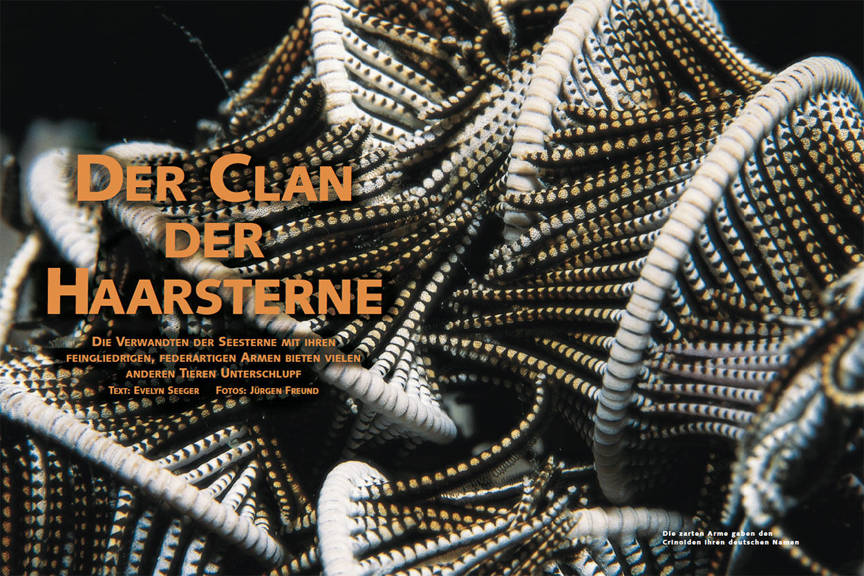 Der Clan der Haarsterne