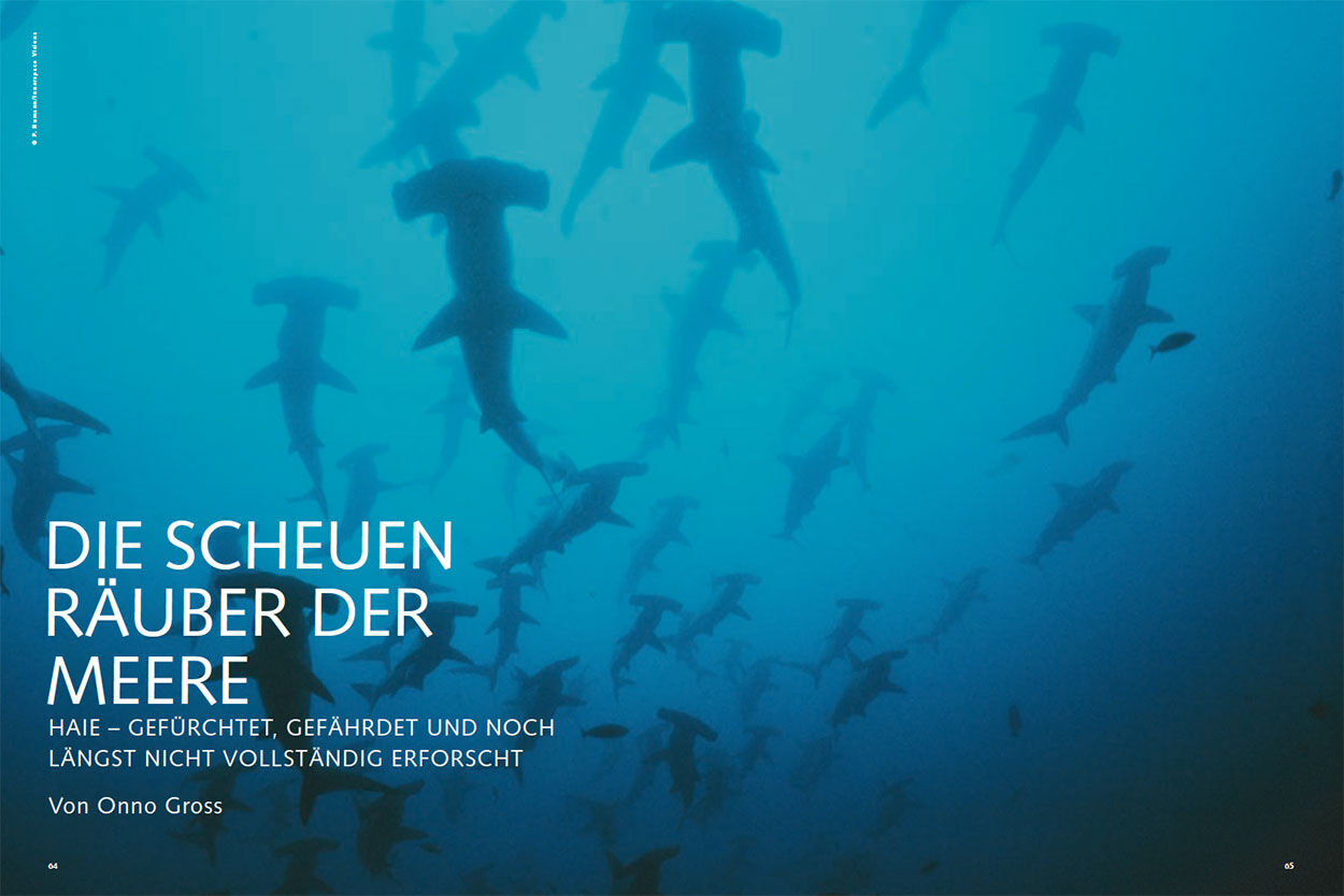 Die scheuen Räuber der Meere