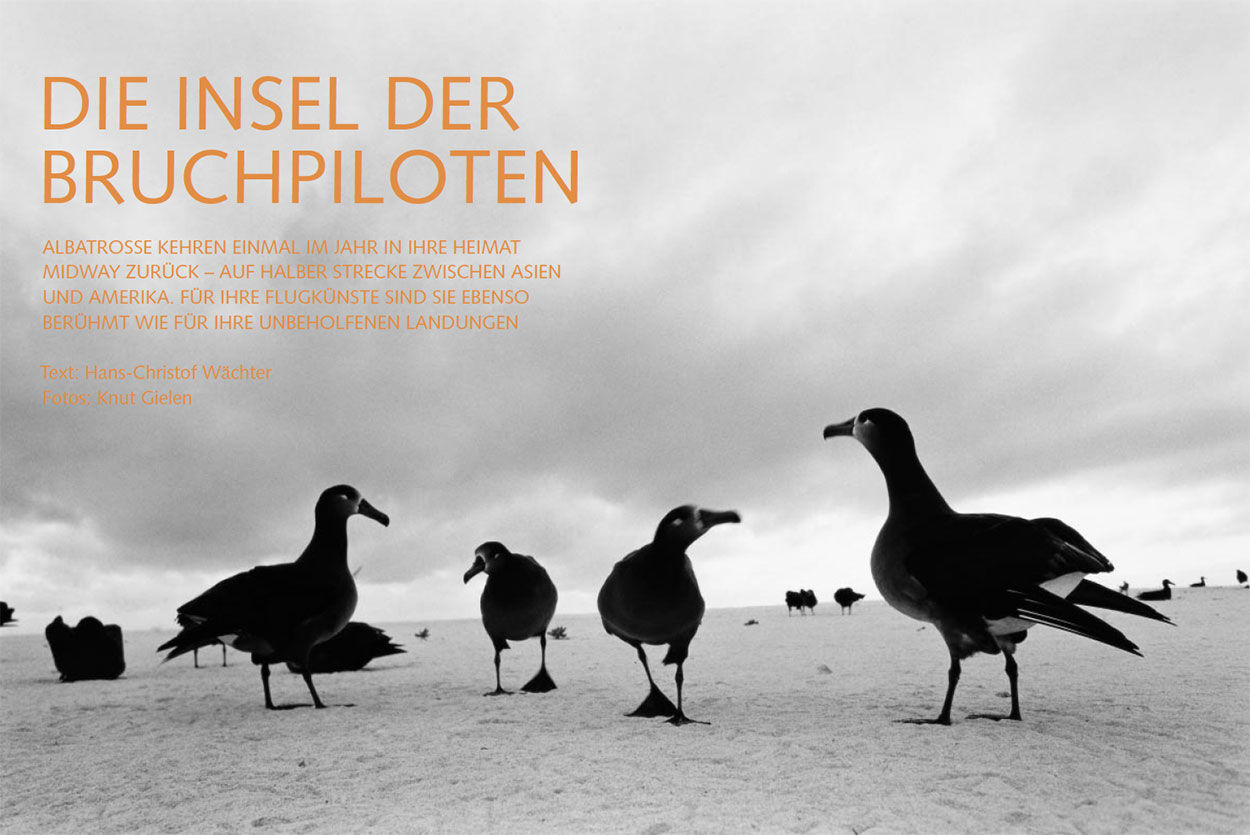 Die Insel der Bruchpiloten