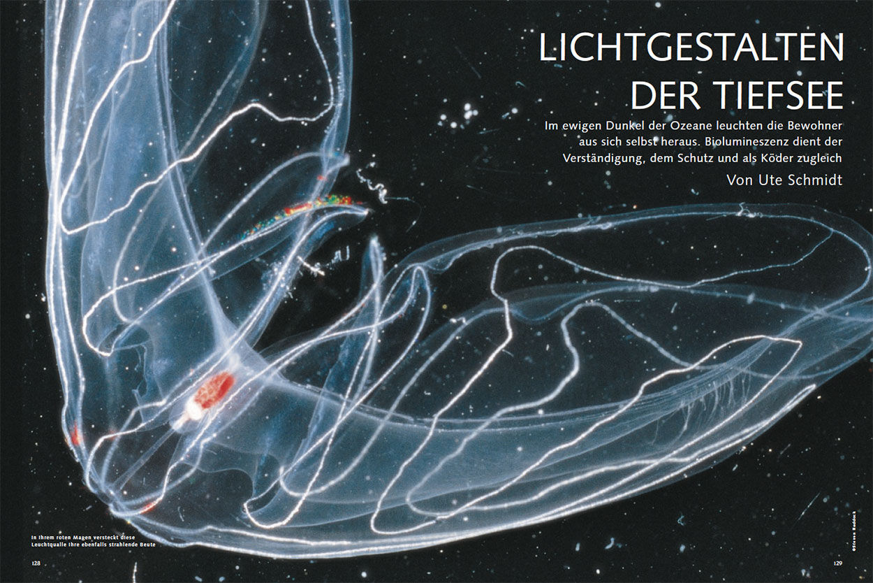 Lichtgestalten der Tiefsee