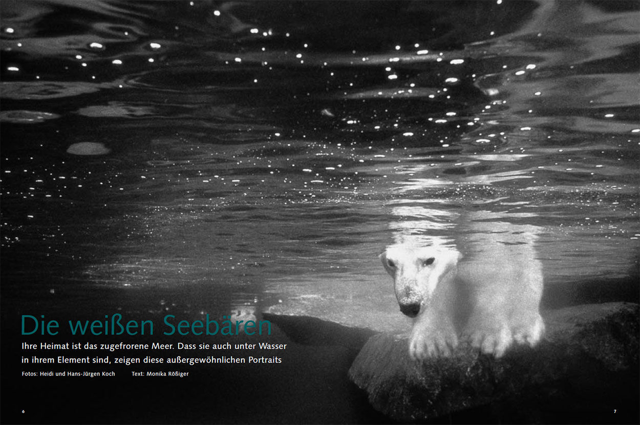 Die weißen Seebären