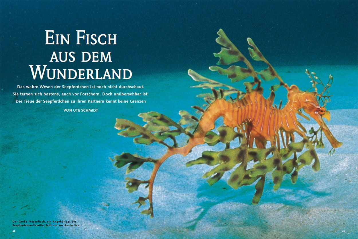 Ein Fisch aus dem Wunderland
