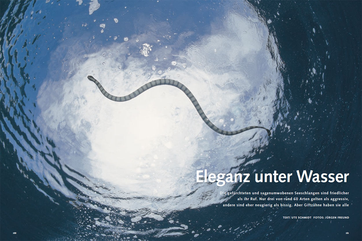 Eleganz unter Wasser