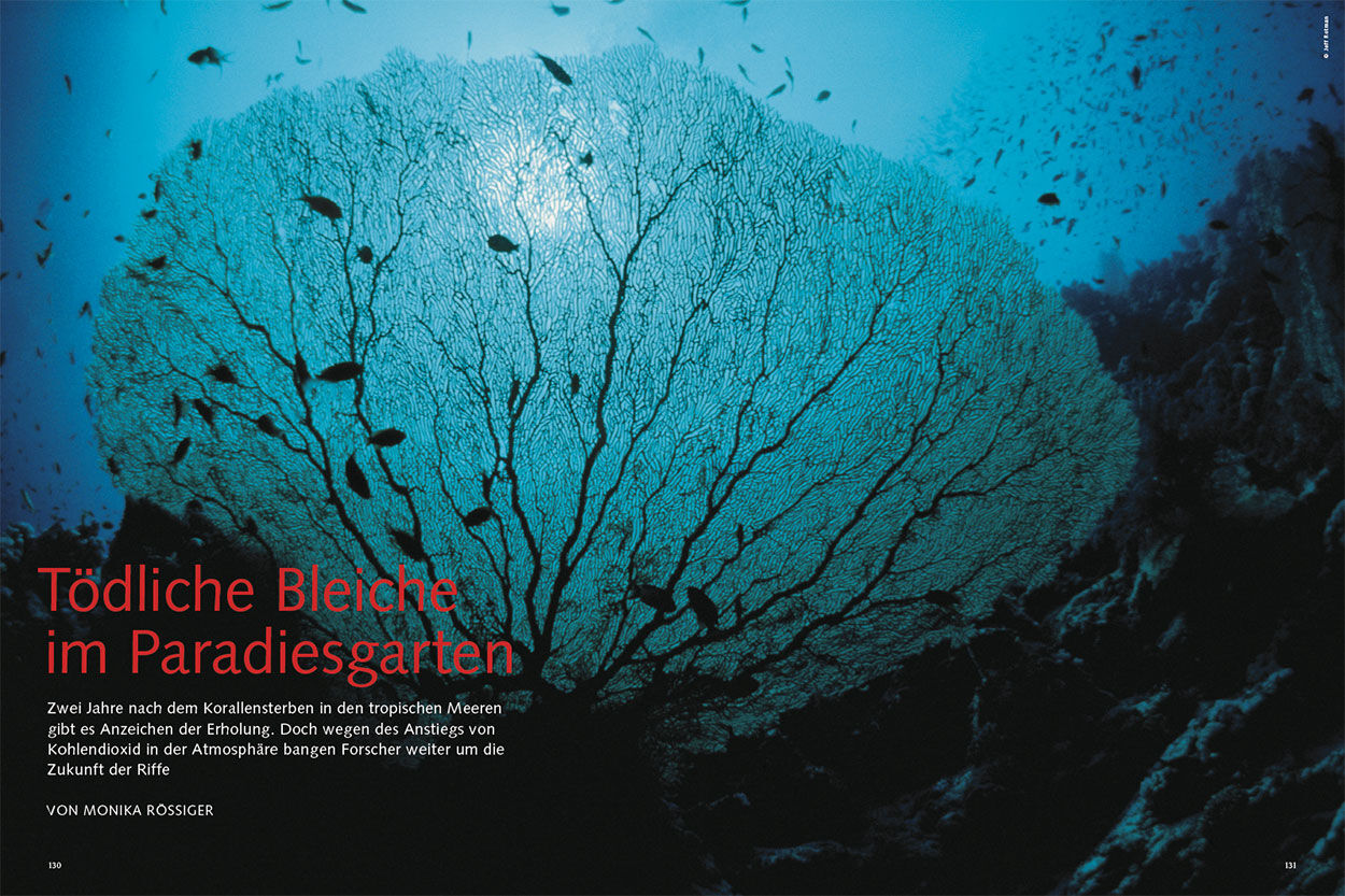 Tödliche Bleiche im Paradiesgarten