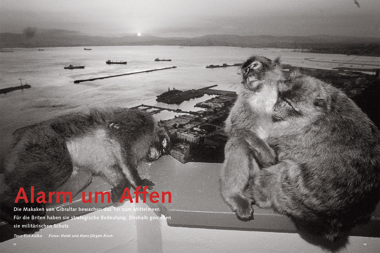 Alarm um Affen