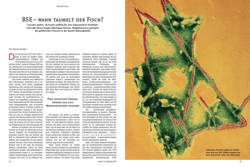 BSE – wann taumelt der Fisch?