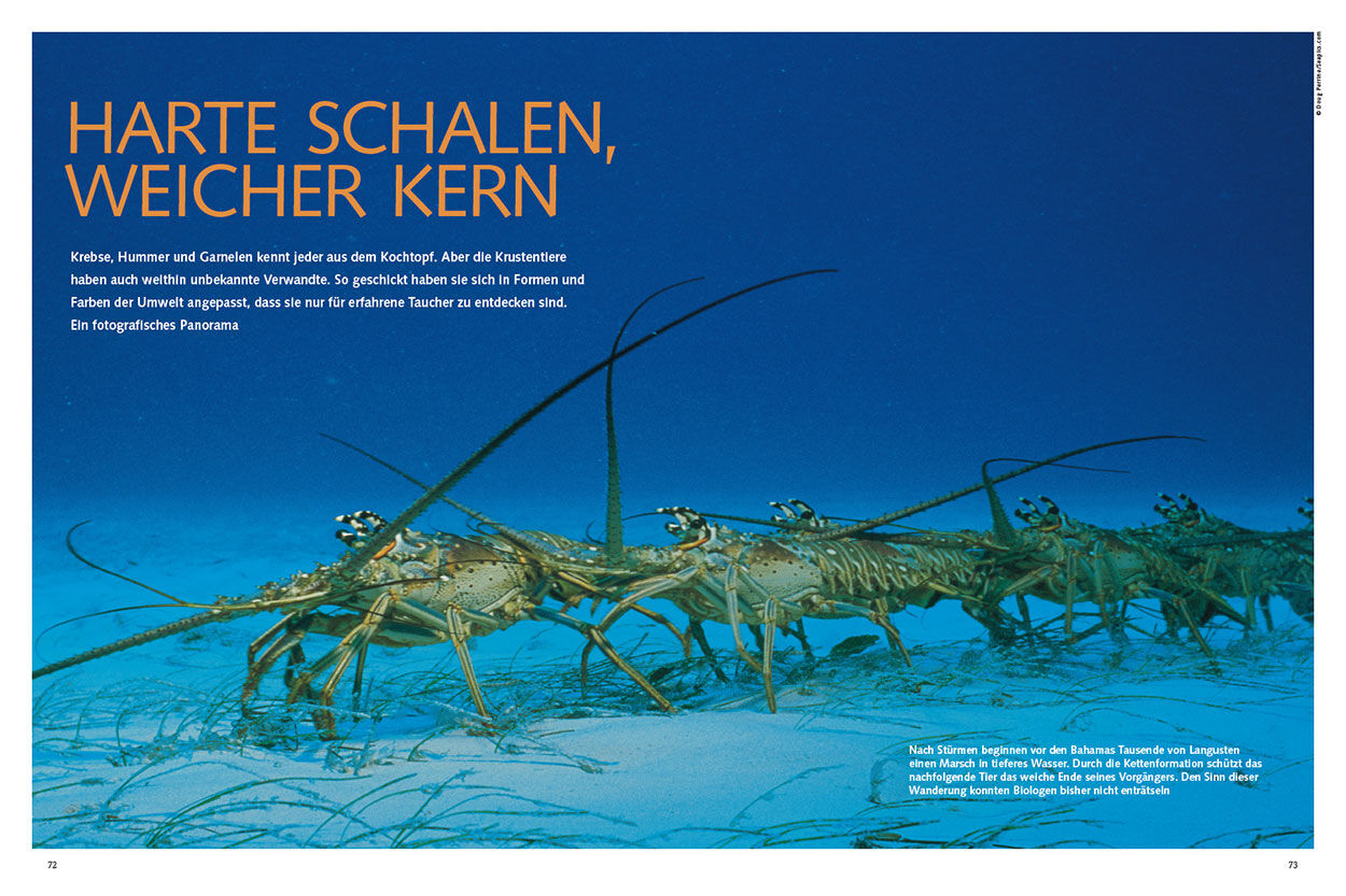 Harte Schalen, weicher Kern