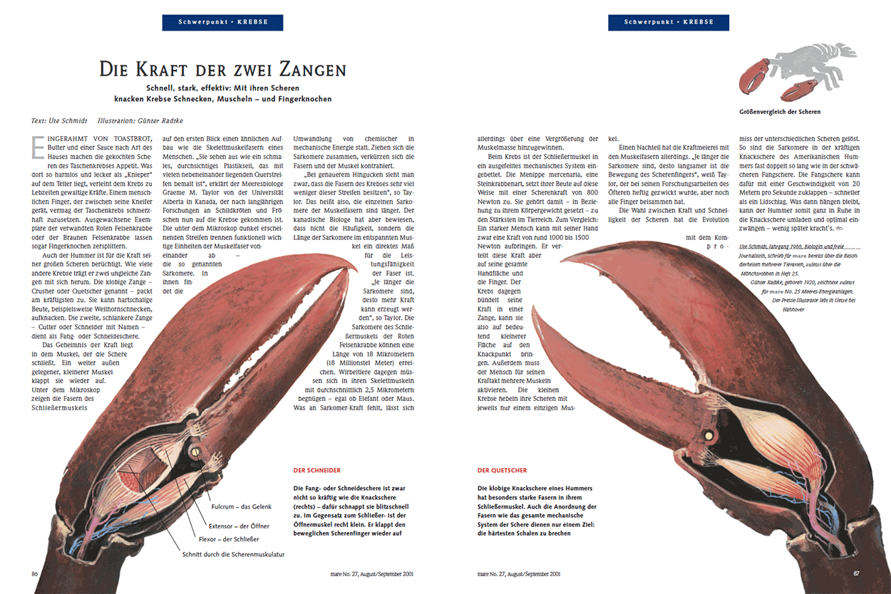 Die Kraft der zwei Zangen